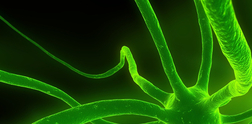 Chlorella bio